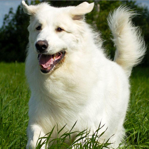 Complete Solution Of Hair-fall & Skin Infection In Dogs